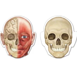Double-Sided Magnetic Human Body