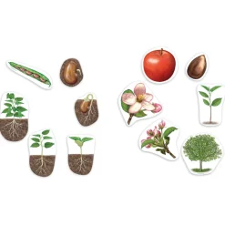 Giant Magnetic Plant Life Cycle
