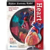 Heart Anatomy Model