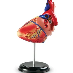 Heart Anatomy Model