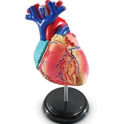 Heart Anatomy Model