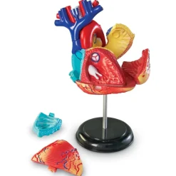 Heart Anatomy Model