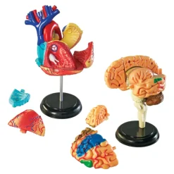 Human Anatomy Models Set Includes Brain, Heart, Body and Skeleton