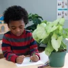 Standard Crayons Class Pack 800 Per Box in 8 Different Colors