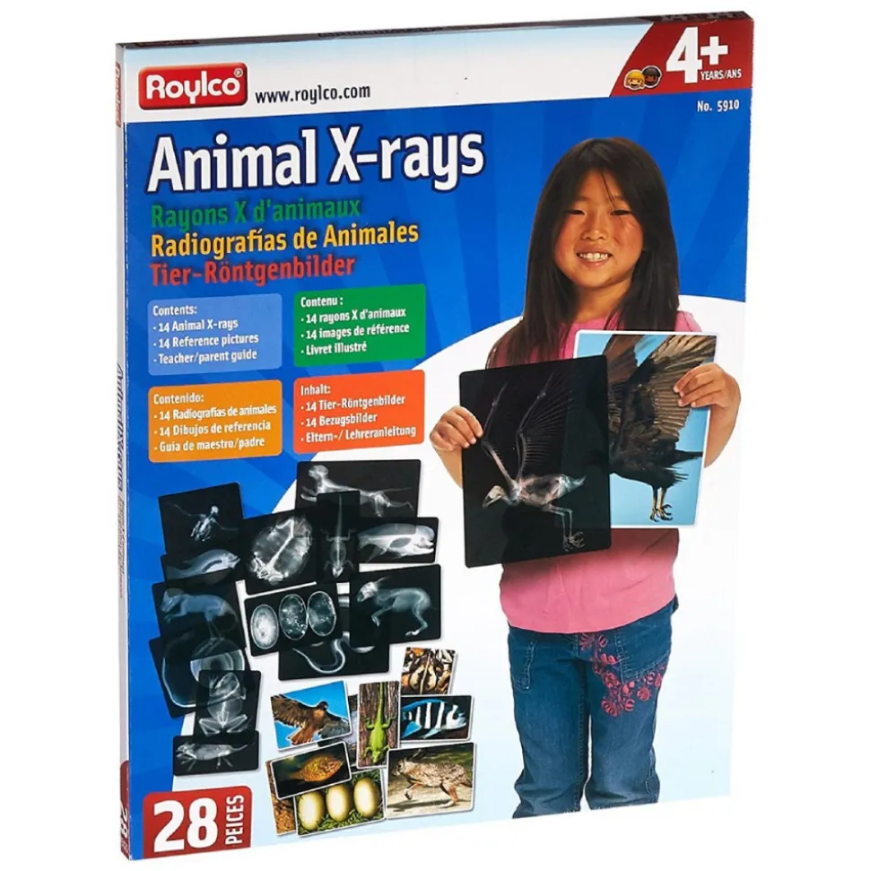Transparent Animal X-Rays and Pictures