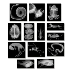 Transparent Animal X-Rays and Pictures