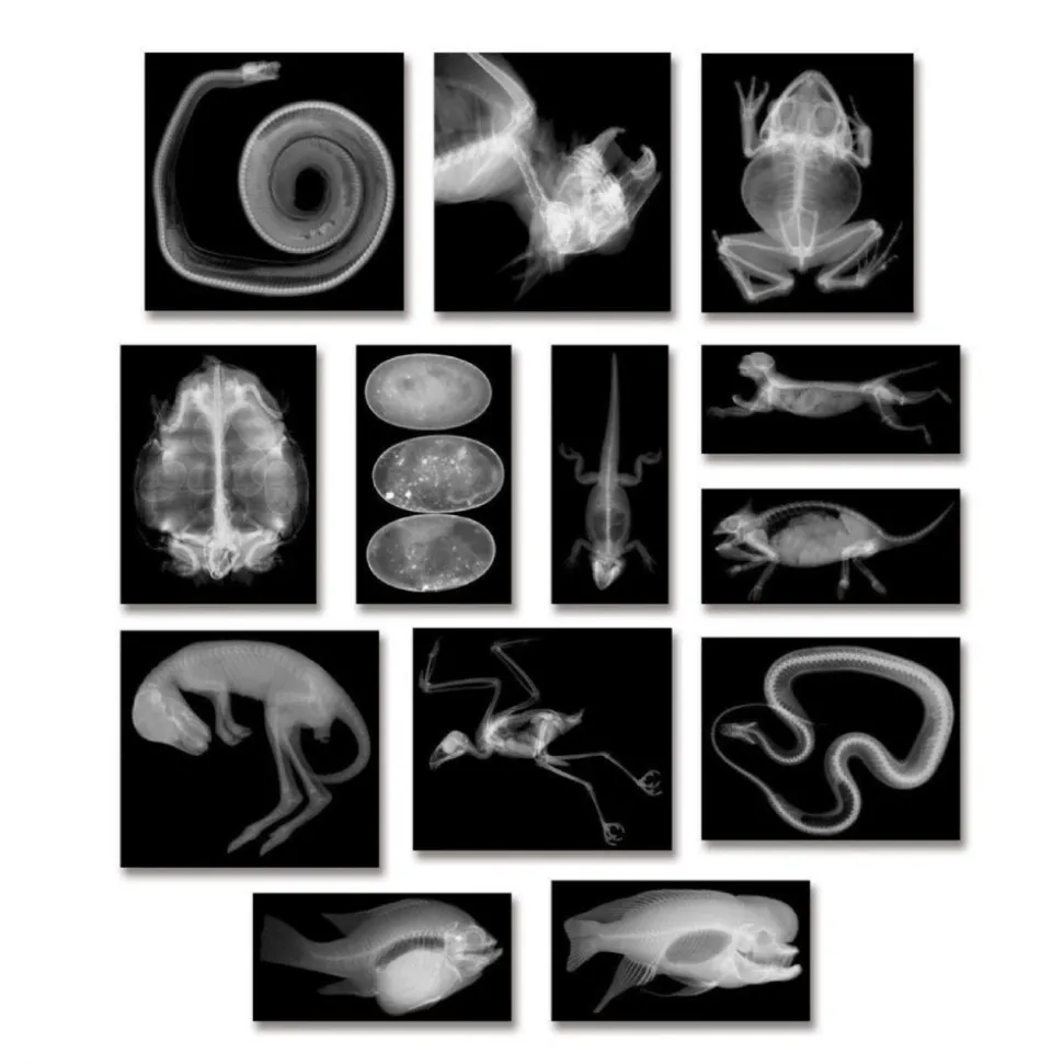 Transparent Animal X-Rays and Pictures