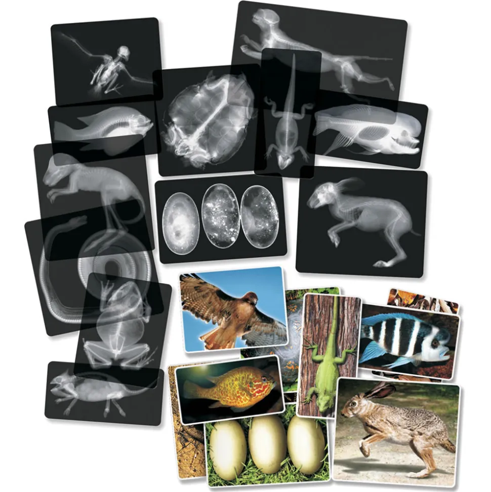 Transparent Animal X-Rays and Pictures