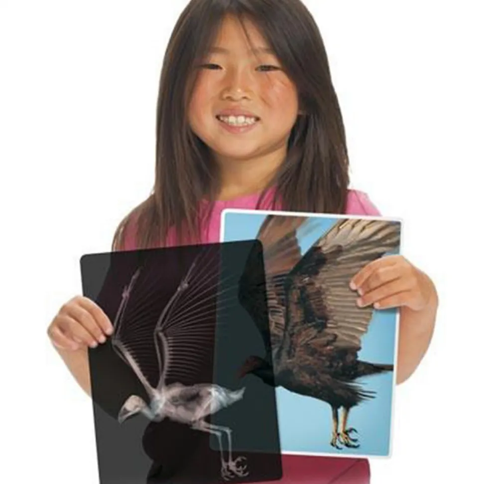 Transparent Animal X-Rays and Pictures